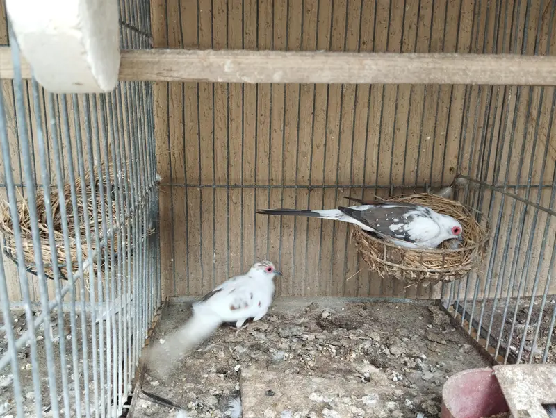 diamond pied dove — photo 3