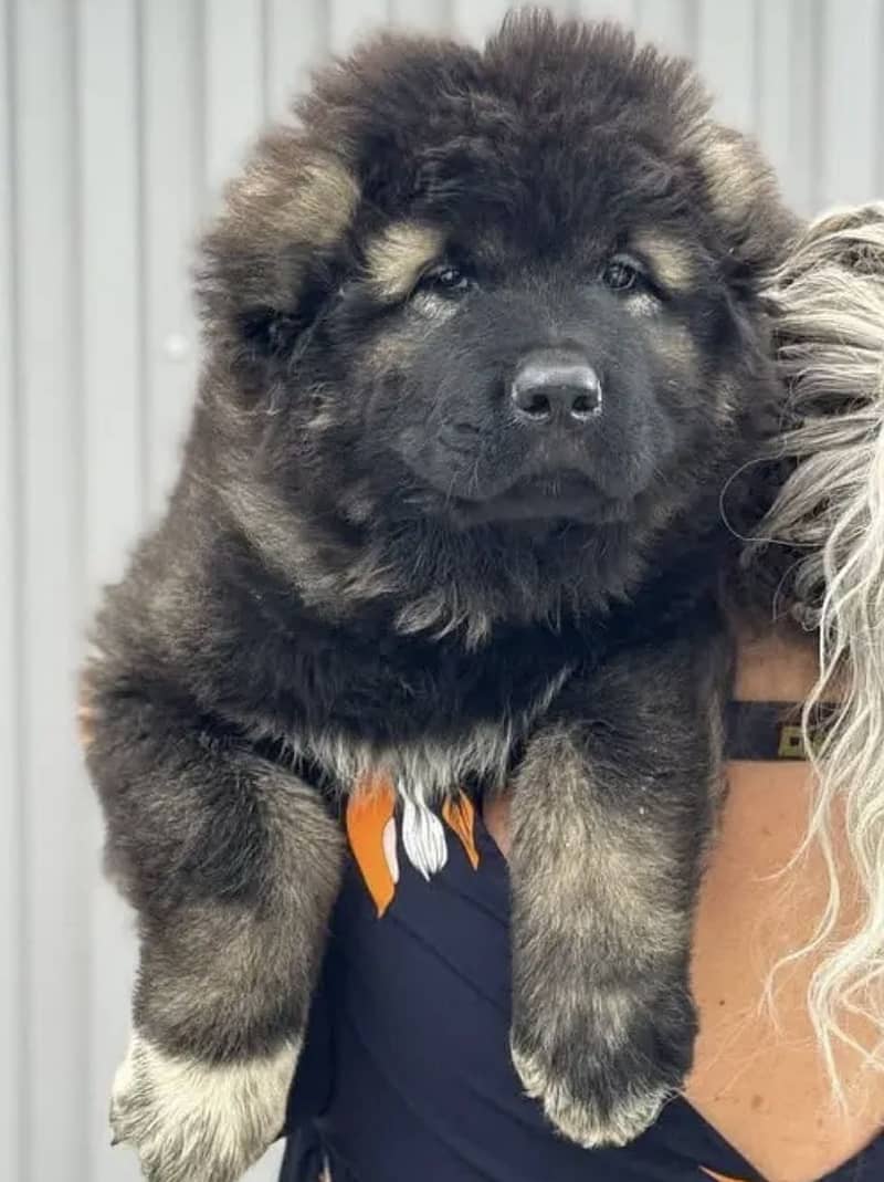 IMPORTED CAUCASIAN SHEPHERD PUPPIES TOP QUALITY HIGHLY