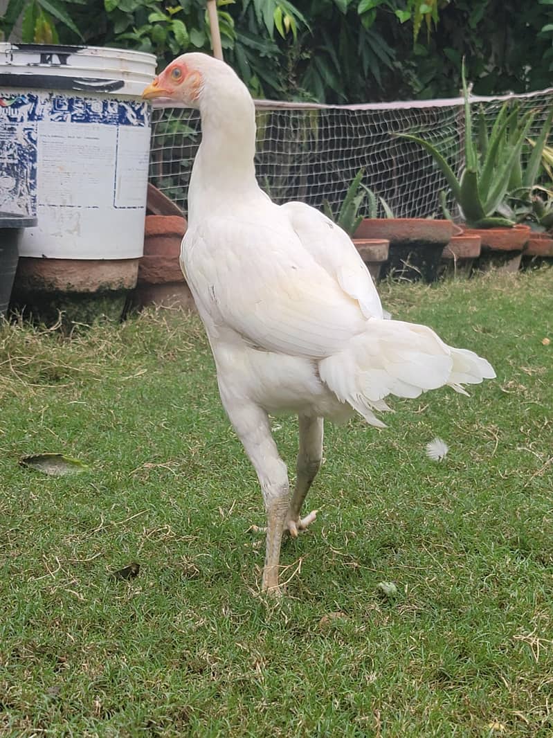 Aseel Heera Chicks 1