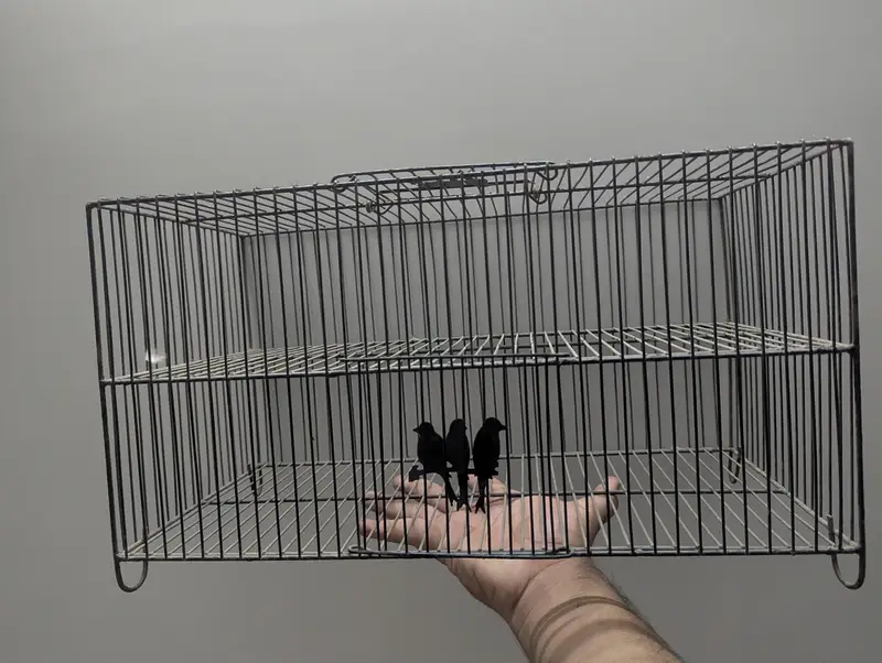 Double Portion Travelling cage for birds — photo 2