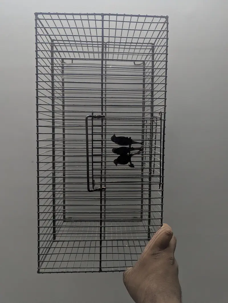 Double Portion Travelling cage for birds — photo 4