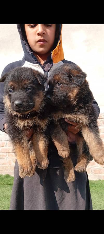 German pupp long cot