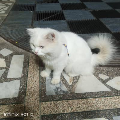 persian Friendly Male Cat White Color