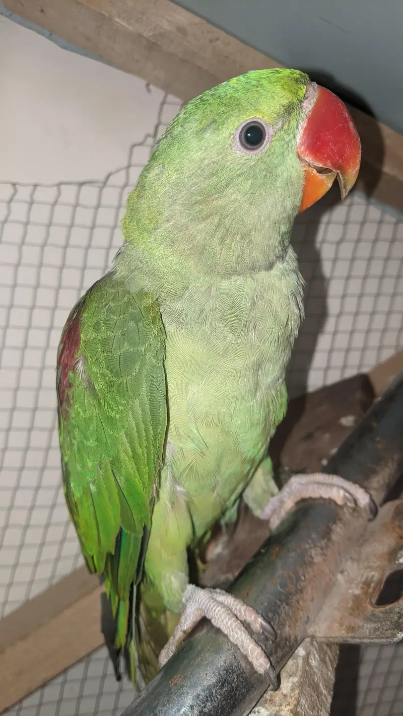 Kashmiri raw parrot