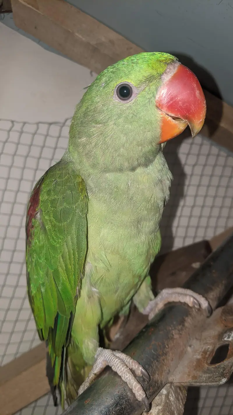Kashmiri raw parrot — photo 2