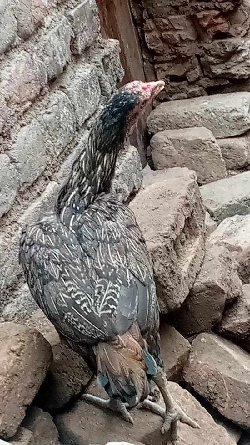 Shamoo or Aseel — photo 11