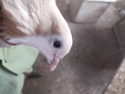 KABOOTAR 
