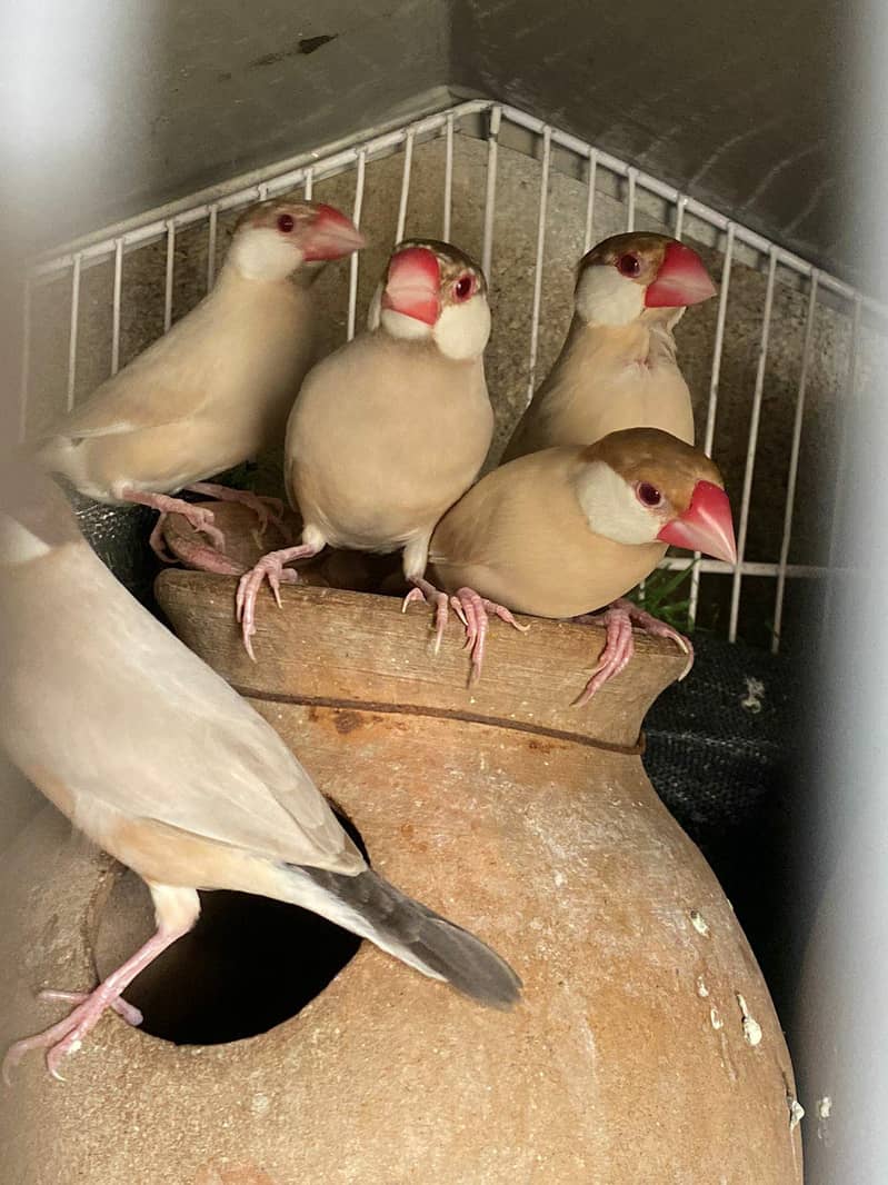 Fawn Java, Silver Java, White Java Breeder Pairs Healthy 0