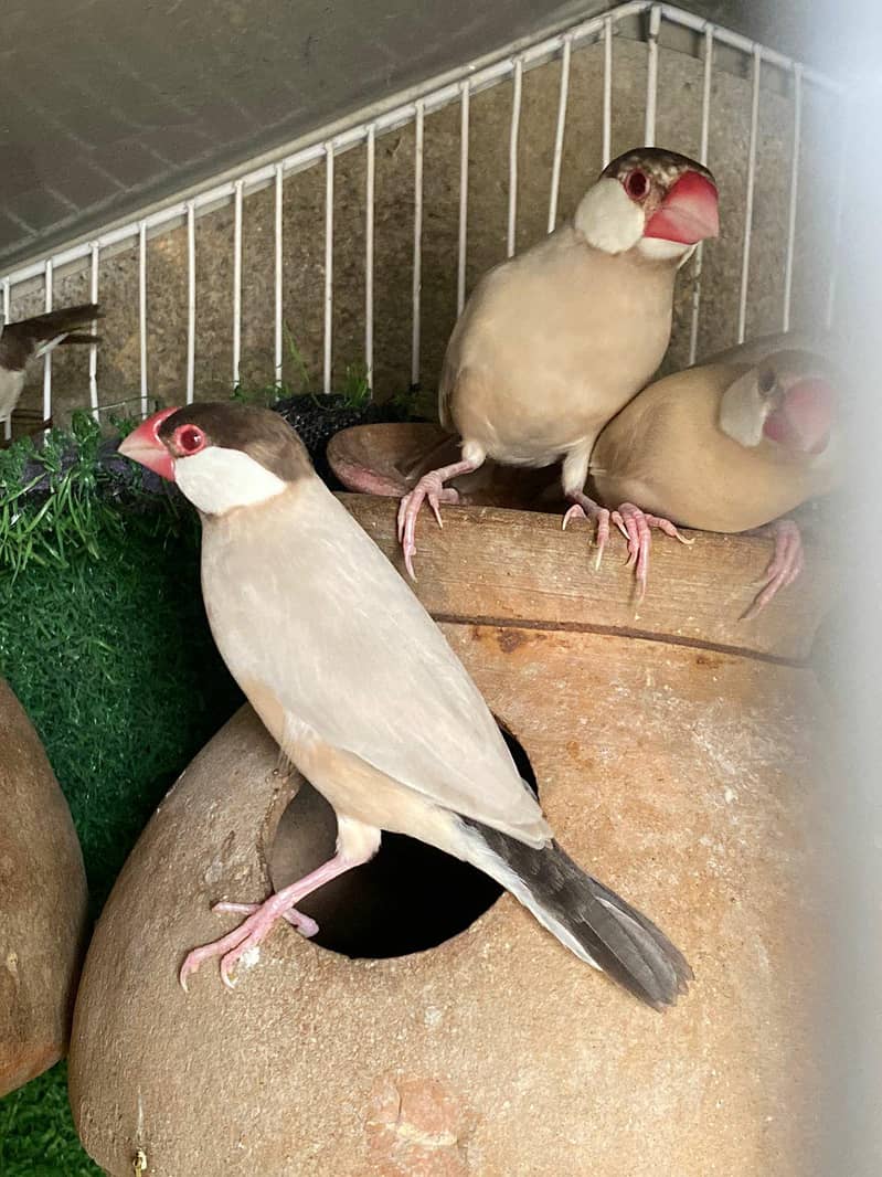 Fawn Java, Silver Java, White Java Breeder Pairs Healthy 1