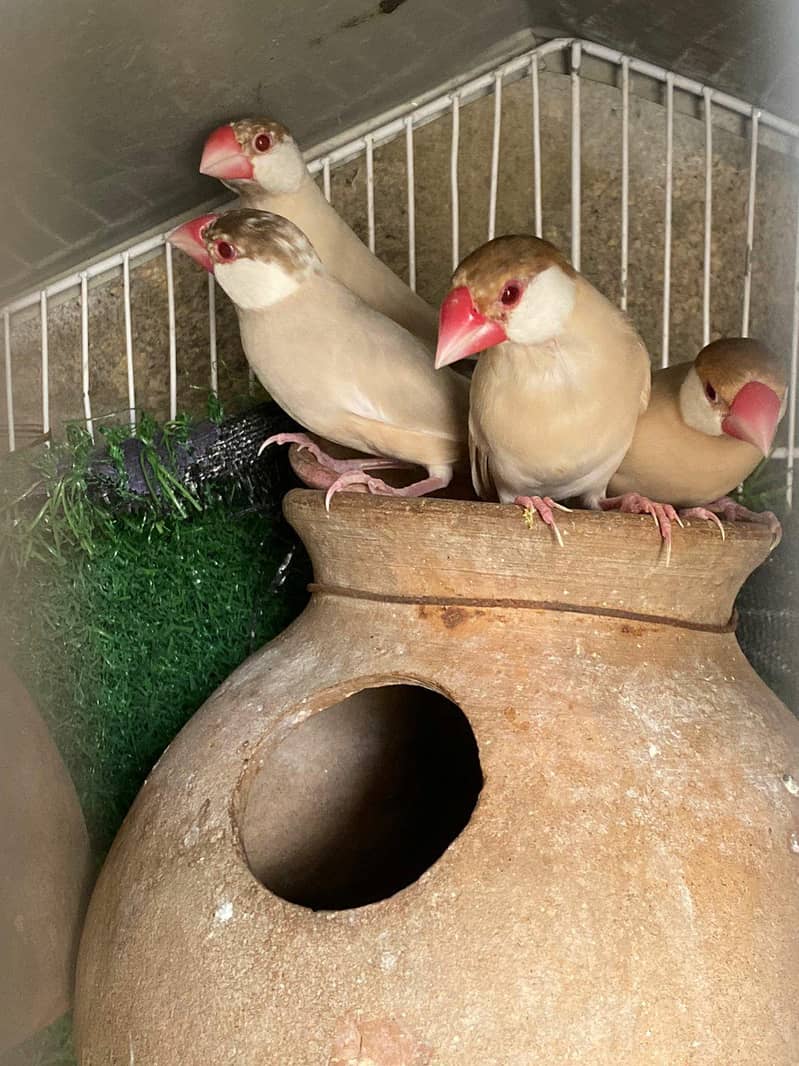 Fawn Java, Silver Java, White Java Breeder Pairs Healthy 9