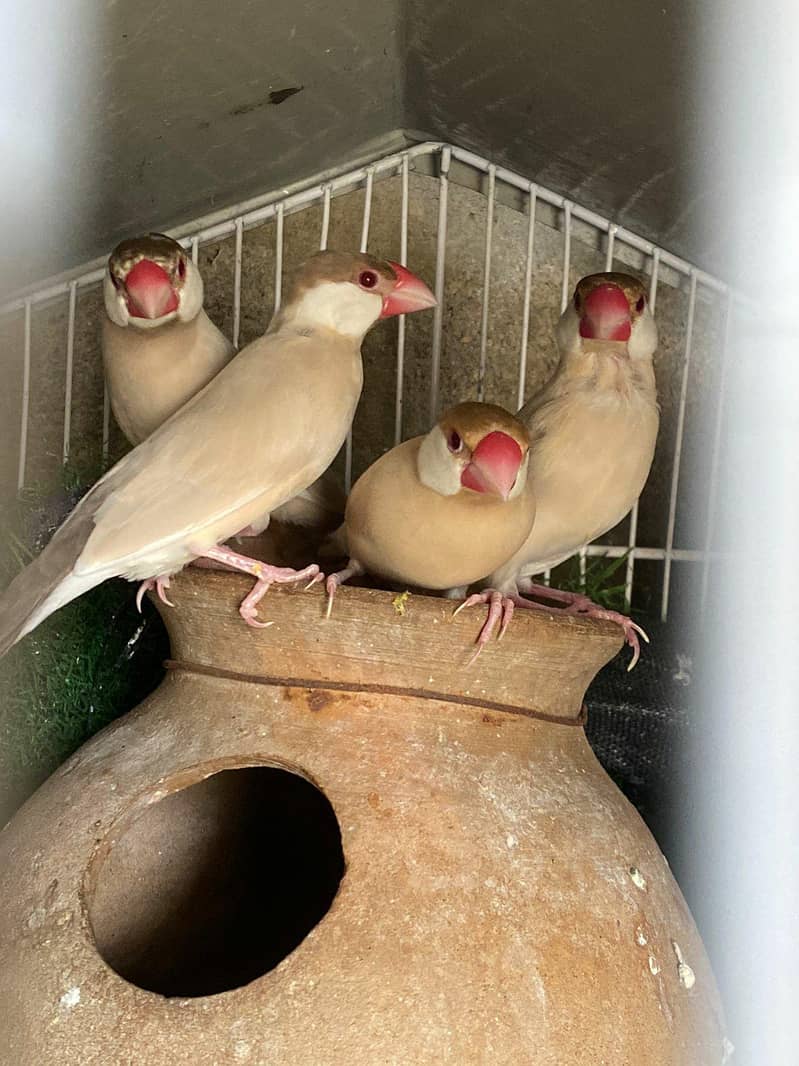 Fawn Java, Silver Java, White Java Breeder Pairs Healthy 10