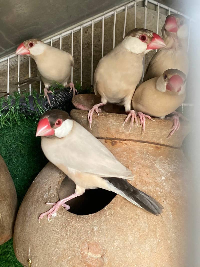 Fawn Java, Silver Java, White Java Breeder Pairs Healthy 11