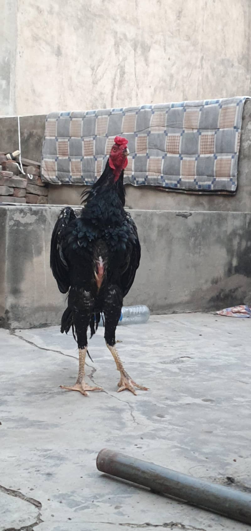 Pure Japanese Shamo Patha - Hens - 1106654741
