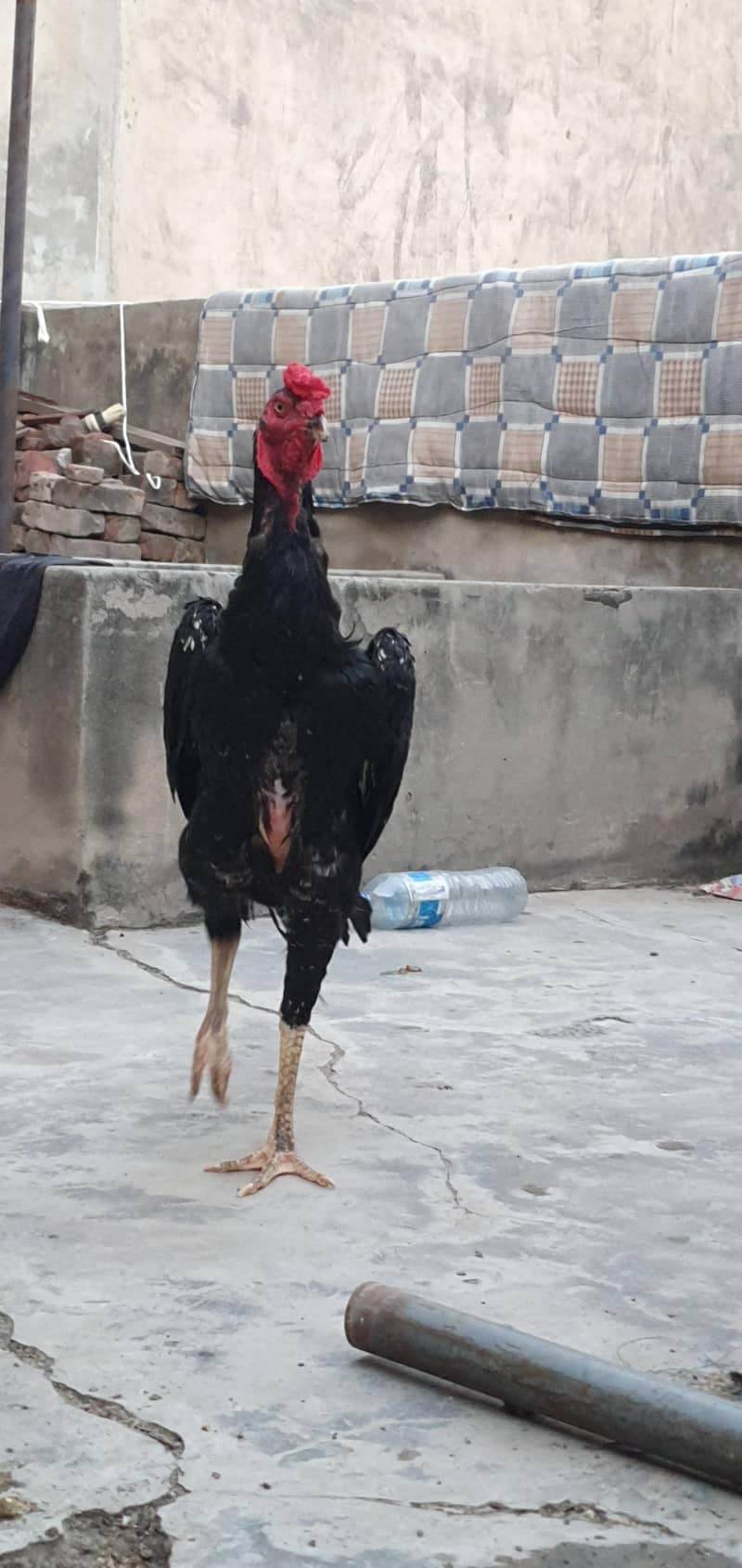 Pure Japanese Shamo Patha - Hens - 1106654741