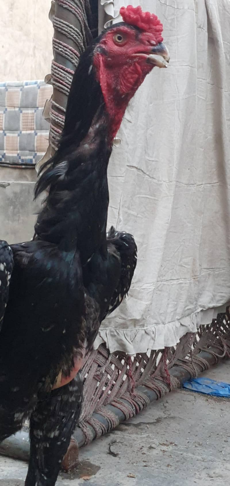 Pure Japanese Shamo Patha - Hens - 1106654741