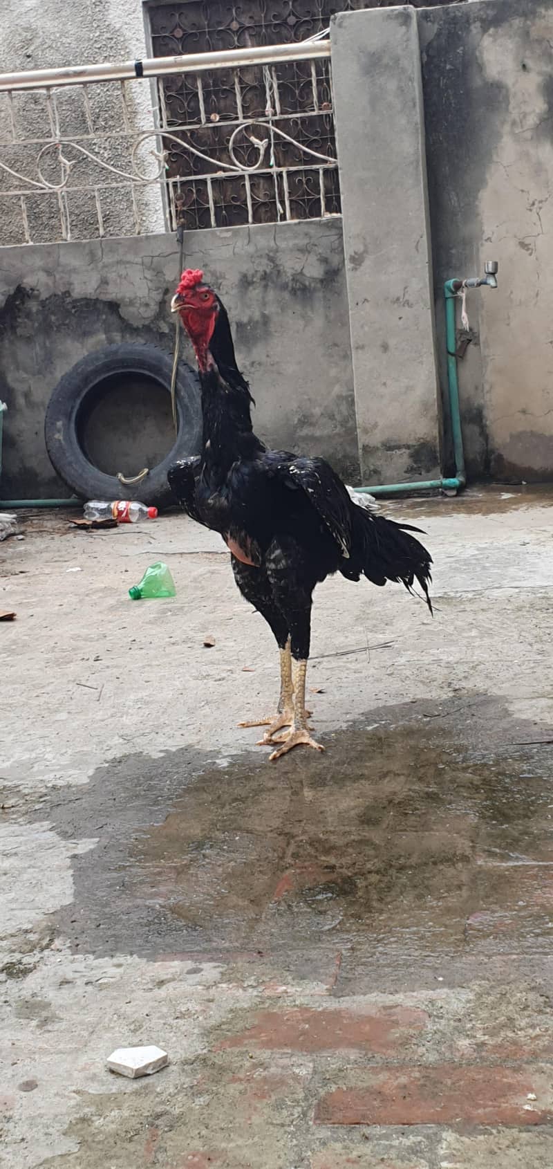 Pure Japanese Shamo Patha - Hens - 1106654741