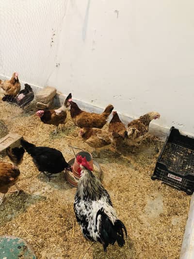 active and vaccinated egg laying hens for sale