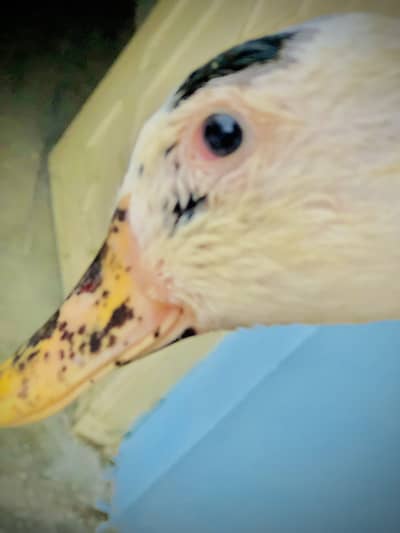 Female Duck for sale