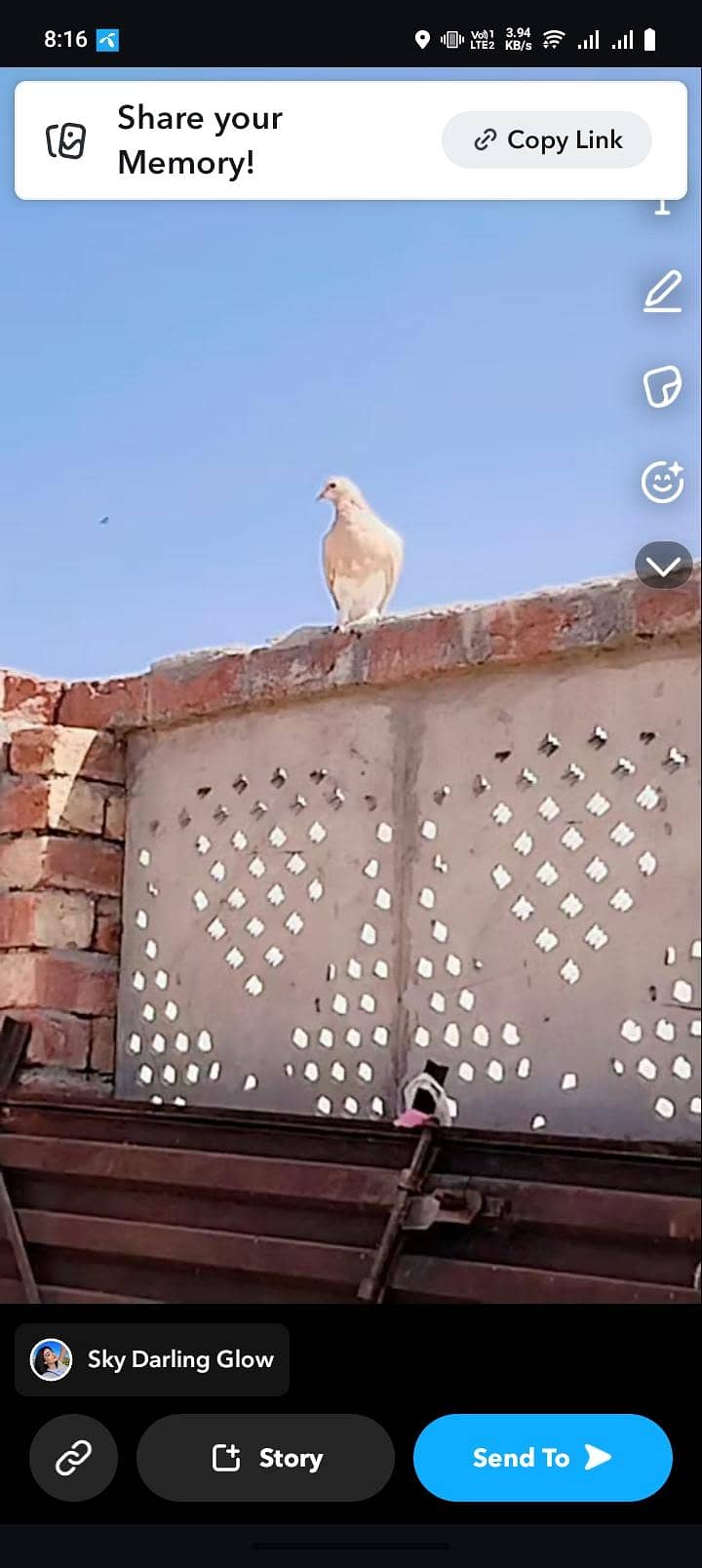 pigeon 1