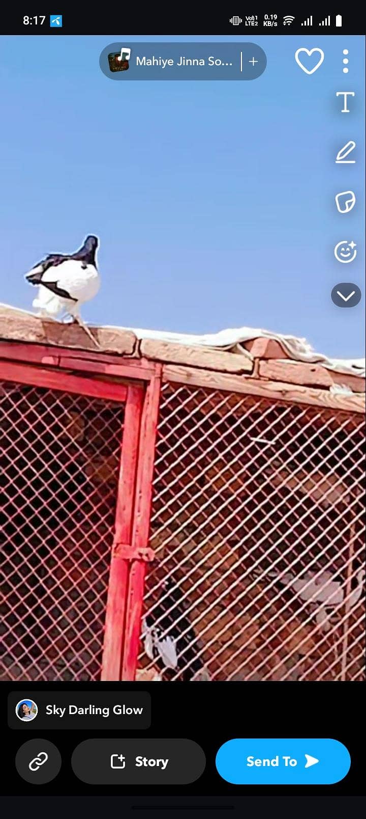 pigeon 2