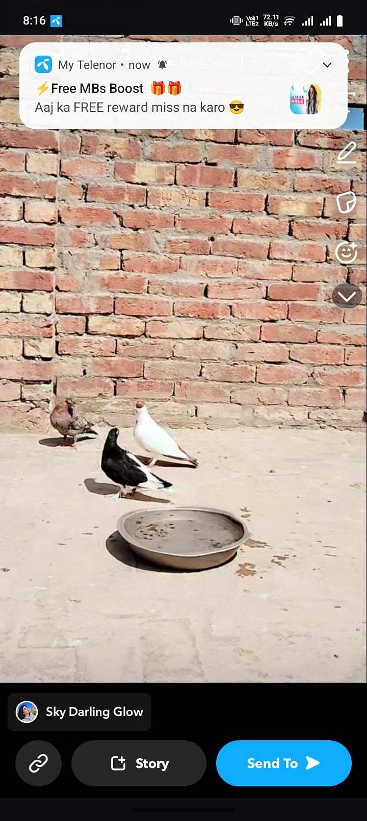pigeon 3