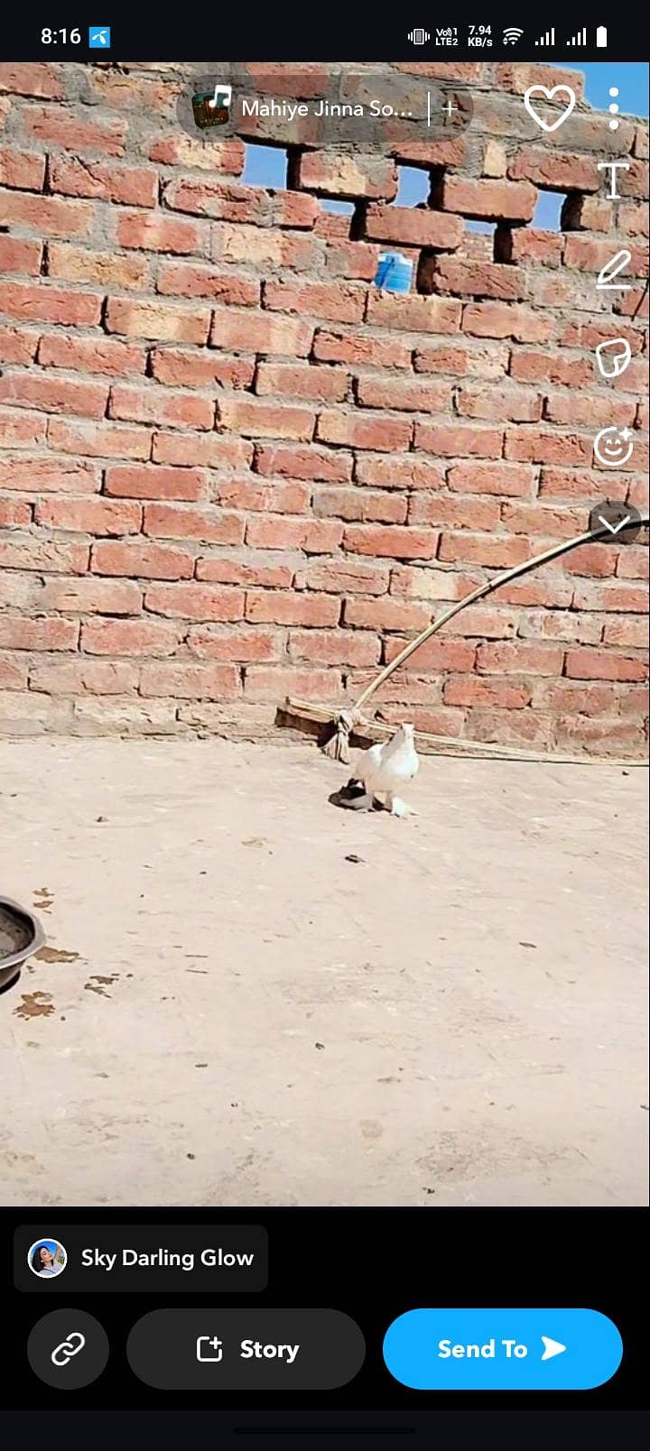 pigeon 4