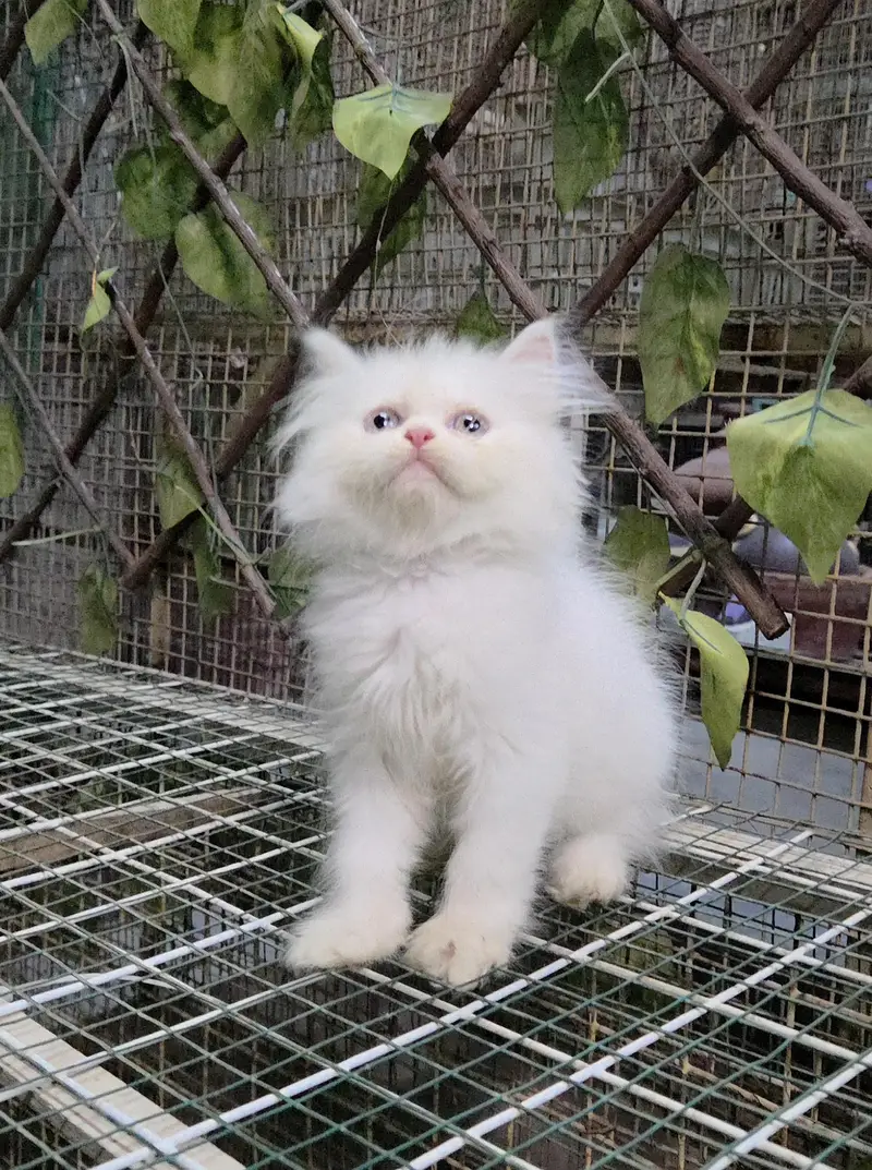 White Fluffy Triple coat Persian Kitten