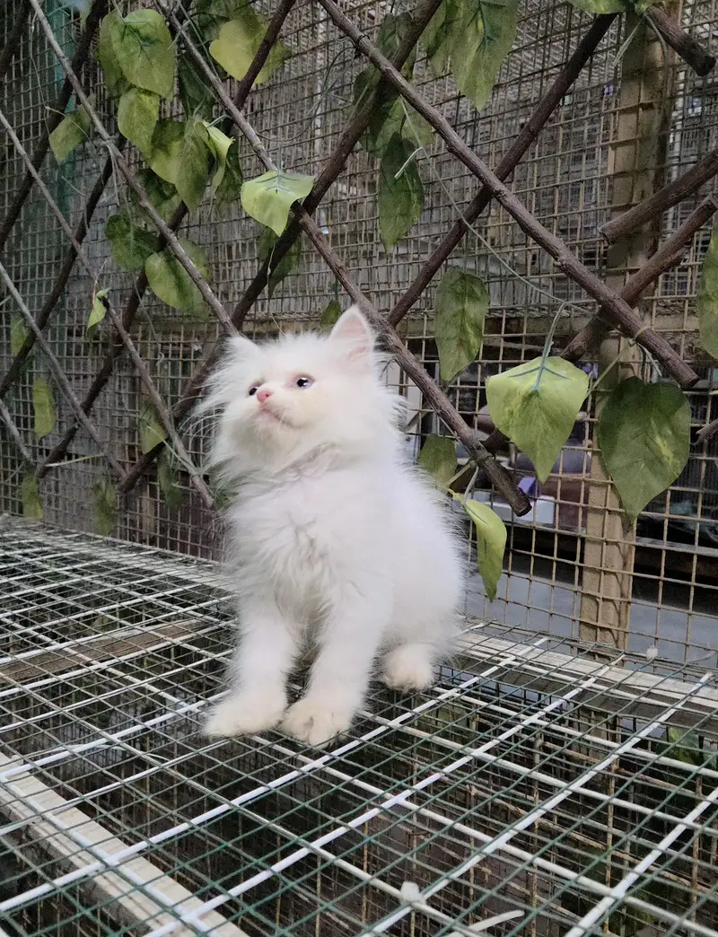 White Fluffy Triple coat Persian Kitten — photo 2