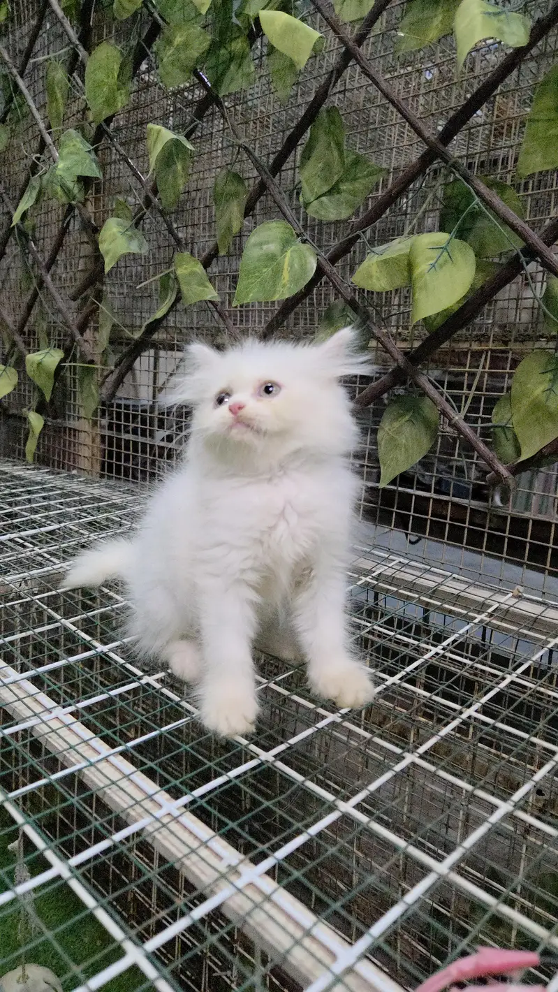 White Fluffy Triple coat Persian Kitten — photo 3