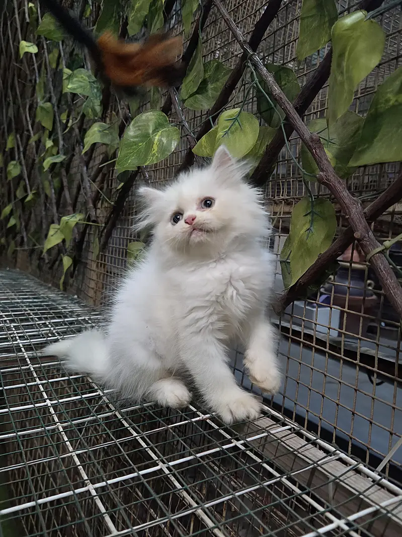 White Fluffy Triple coat Persian Kitten — photo 4