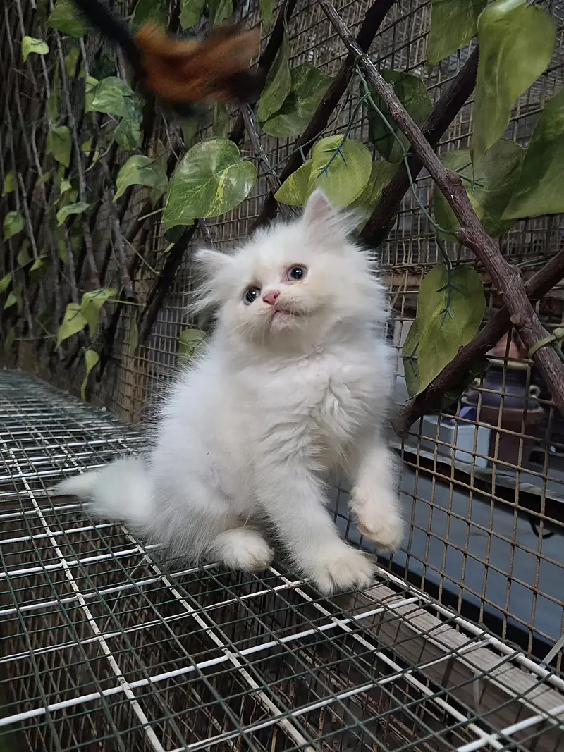 White Fluffy Triple coat Persian Kitten — photo 6