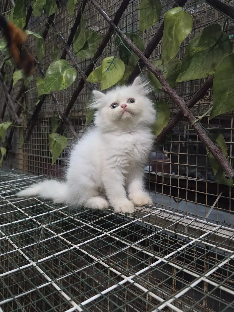 White Fluffy Triple coat Persian Kitten — photo 7