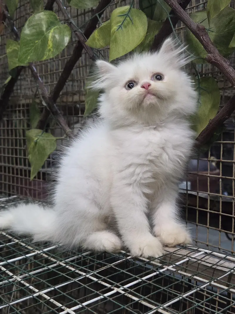 White Fluffy Triple coat Persian Kitten — photo 8
