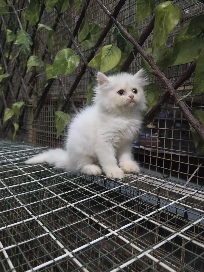 White Fluffy Triple coat Persian Kitten — photo 9
