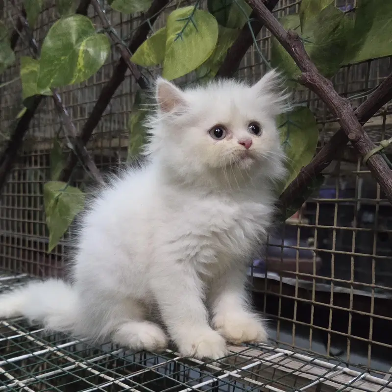 White Fluffy Triple coat Persian Kitten — photo 10
