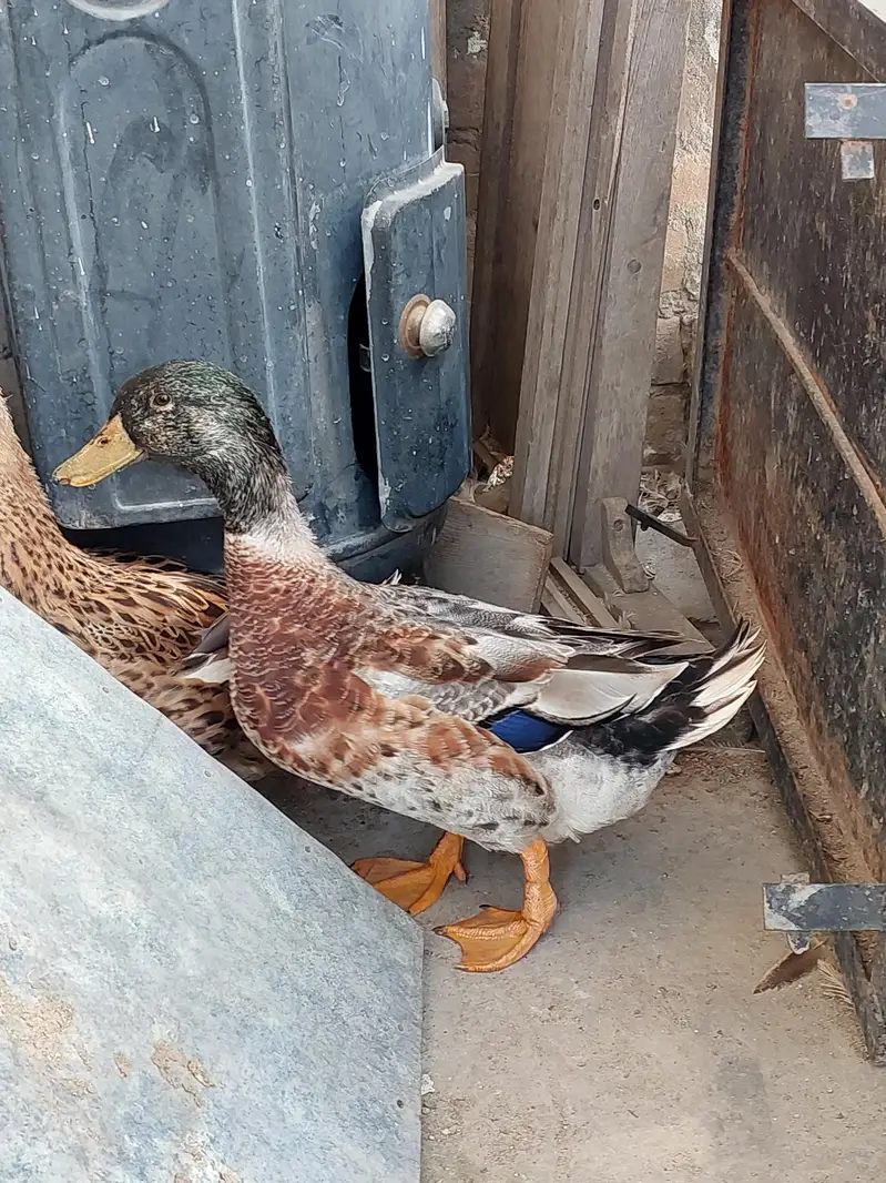 Ducks for sale — photo 2