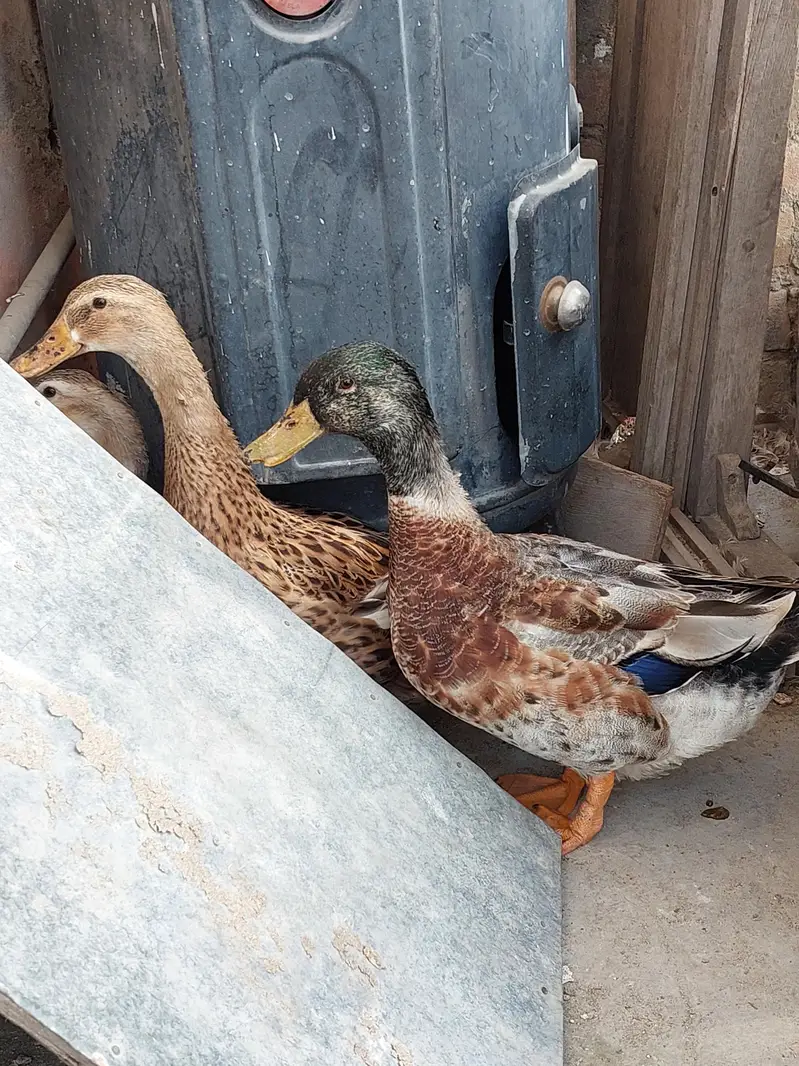 Ducks for sale — photo 3