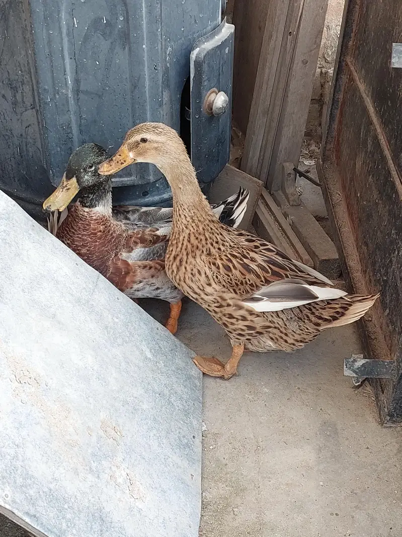 Ducks for sale — photo 4