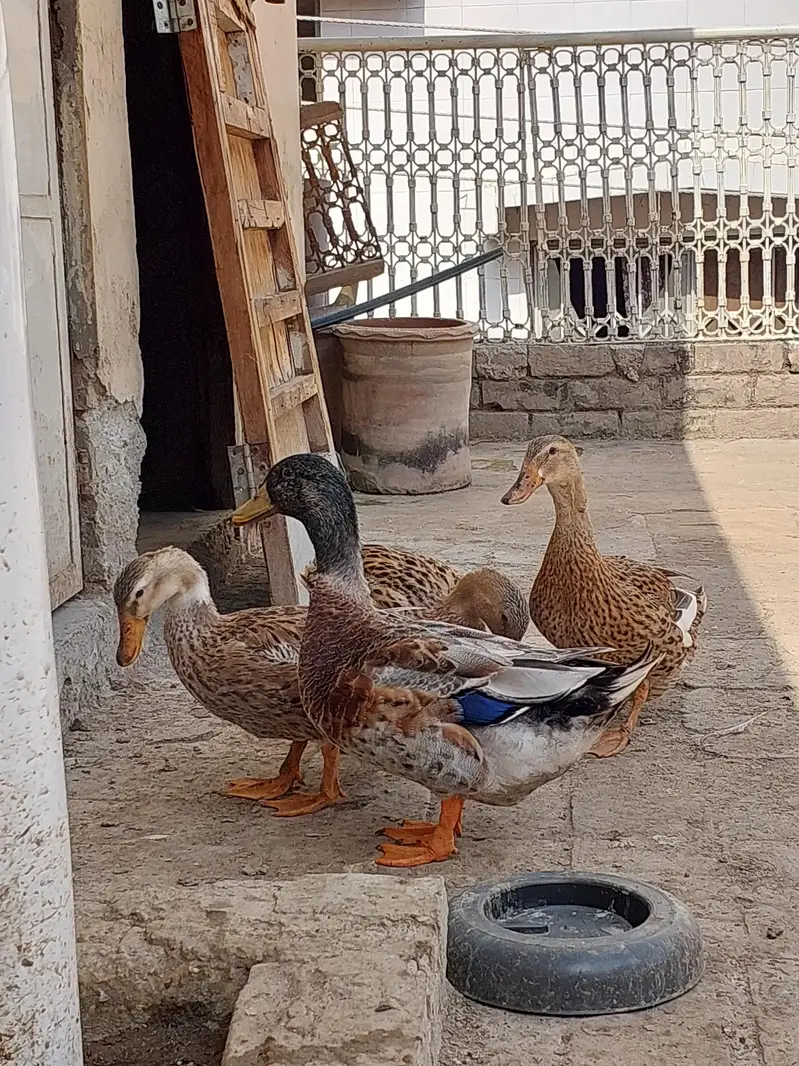 Ducks for sale — photo 5