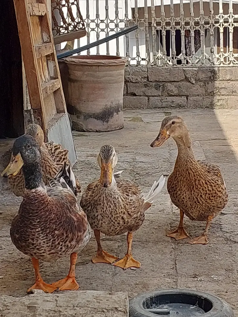Ducks for sale — photo 6