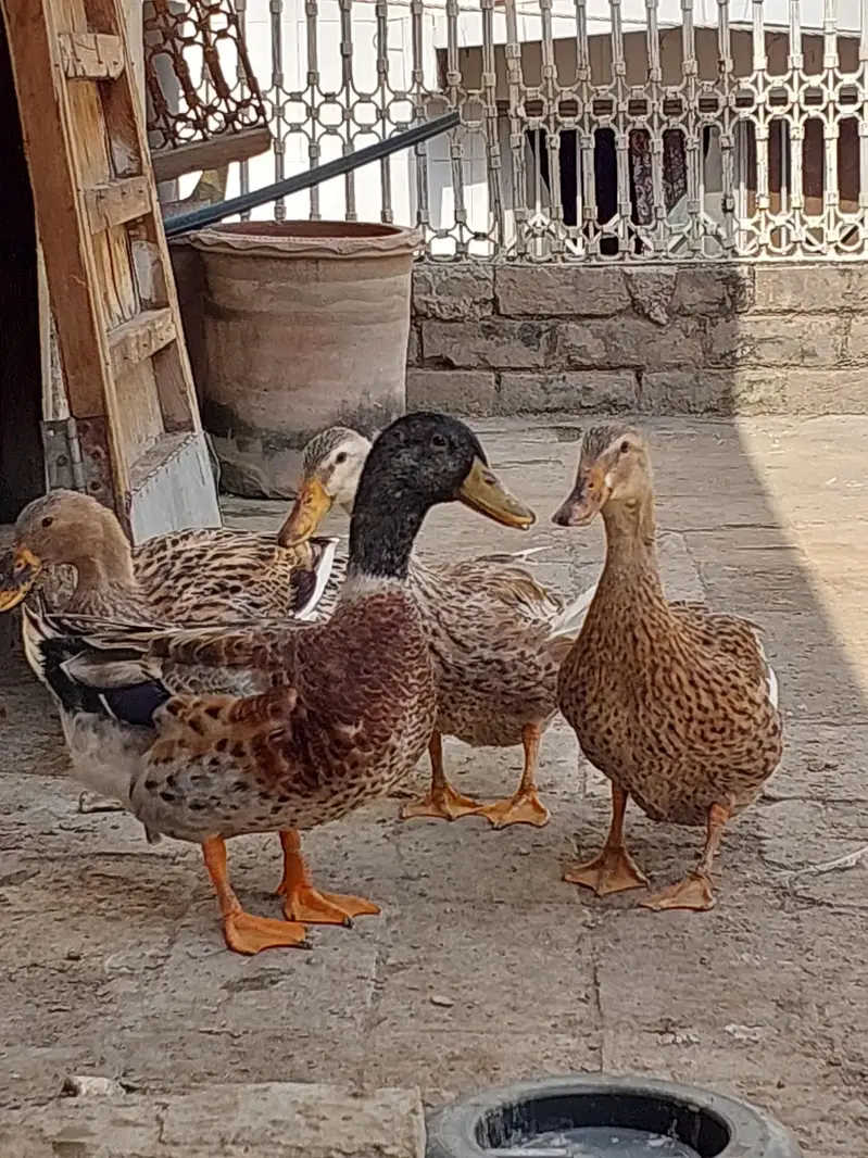 Ducks for sale — photo 7