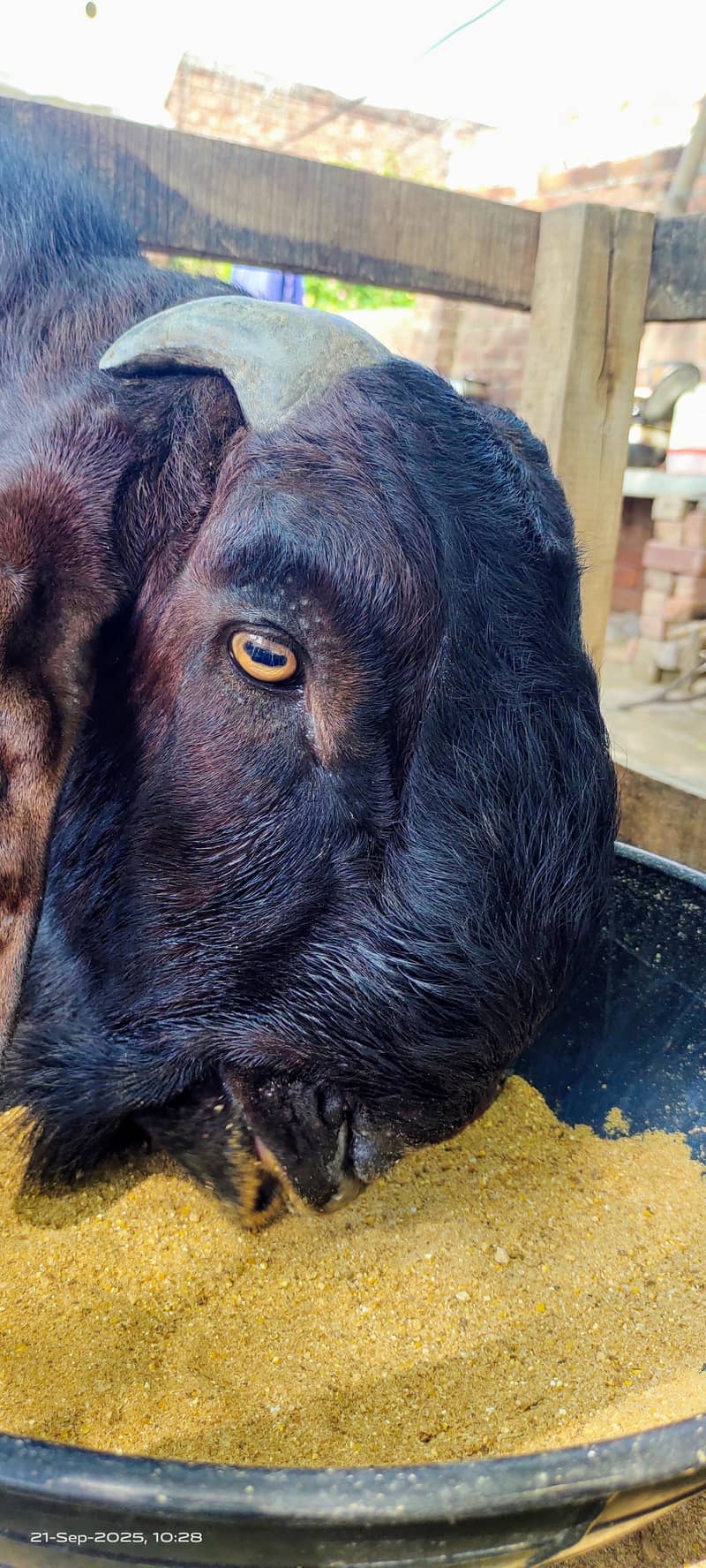 بیتل/ناگرا بکرا 0