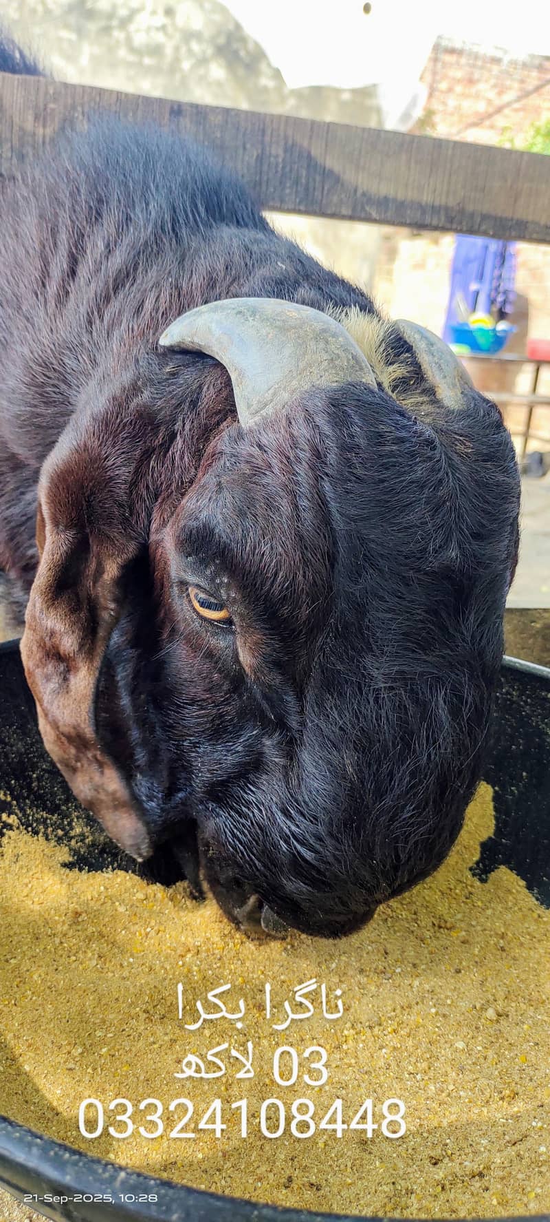 بیتل/ناگرا بکرا 1