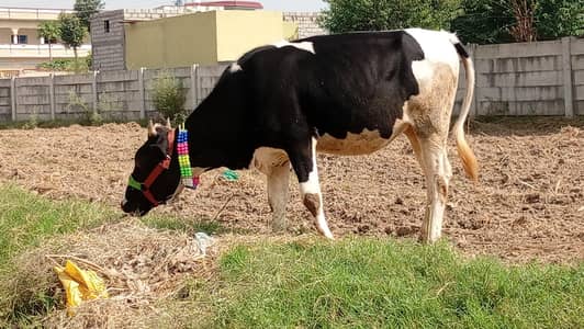 cow bachriya qurbani waly bachy bachriya available for sale