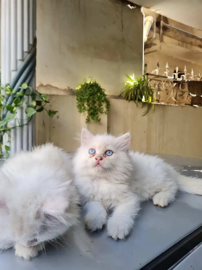 top quality/kitten|Punch face Kittens|persian cat|cute|tripple|fluffy — photo 2