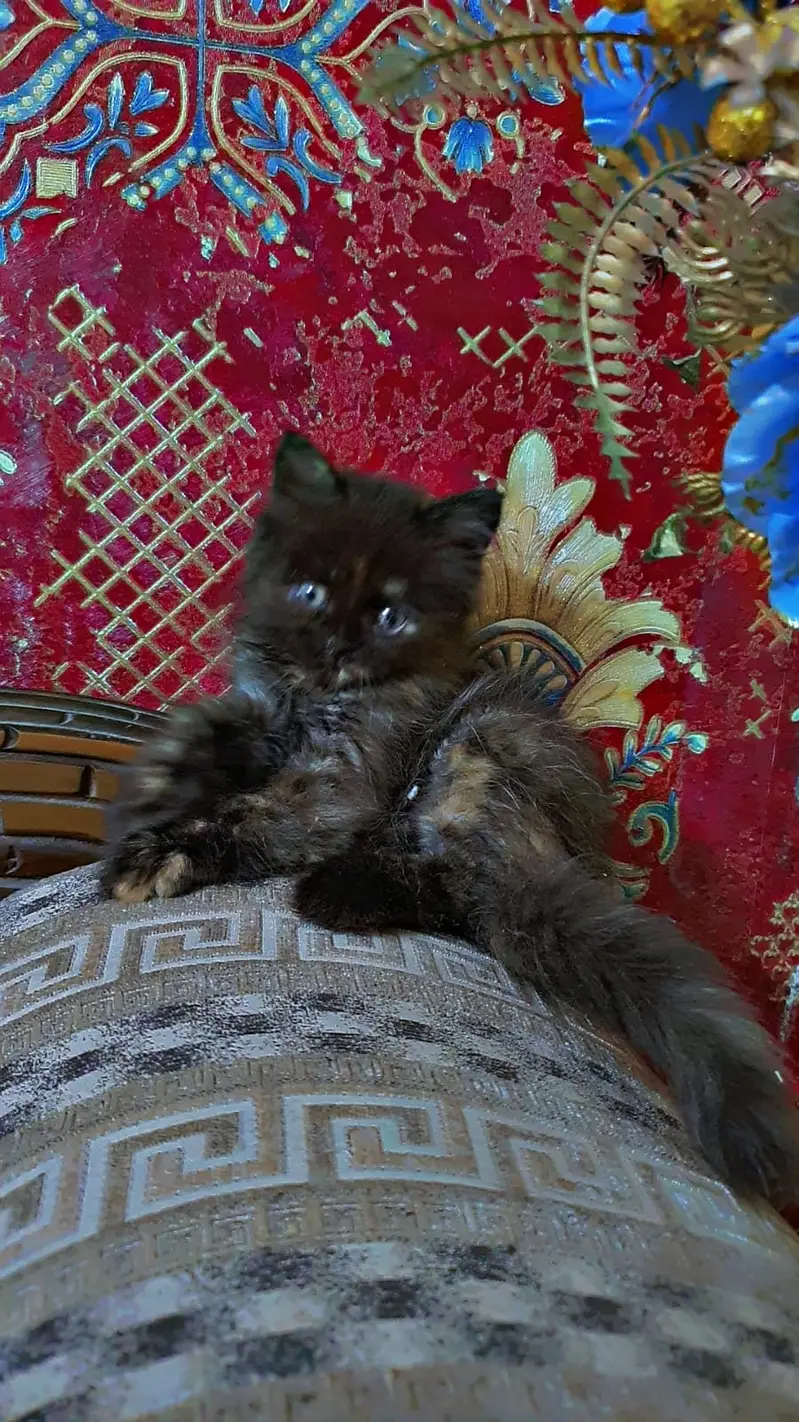 top quality/kitten|Punch face Kittens|persian cat|cute|tripple|fluffy — photo 5