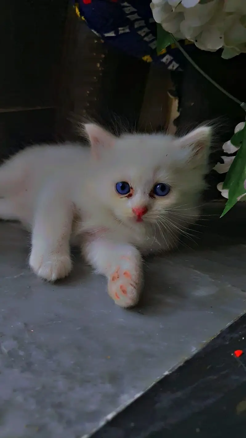 top quality/kitten|Punch face Kittens|persian cat|cute|tripple|fluffy — photo 6