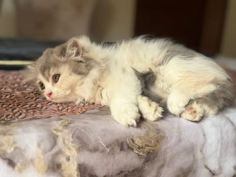 top quality/kitten|Punch face Kittens|persian cat|cute|tripple|fluffy — photo 3