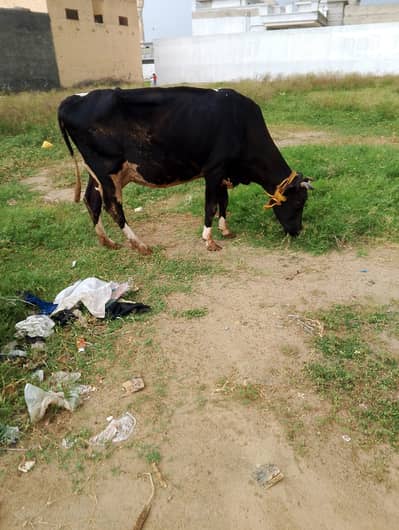 Cow For sale