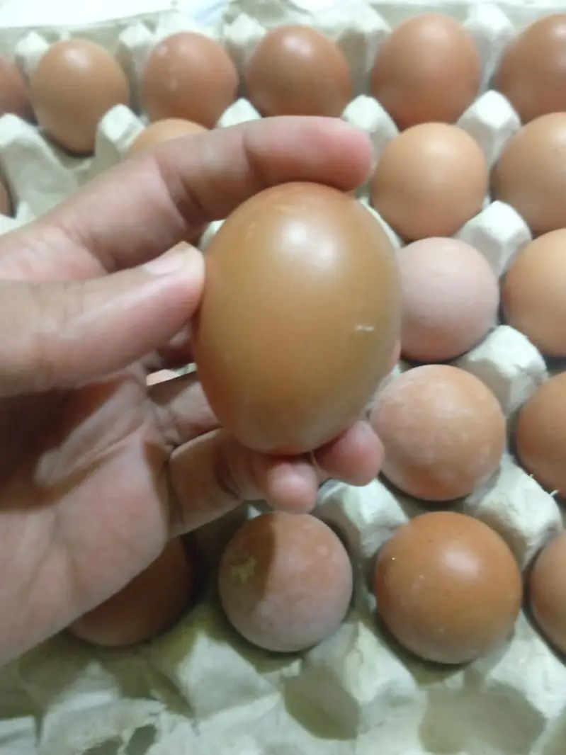 Non Fertile Eggs Of Lohamann Brown and black — photo 2